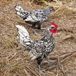chickens