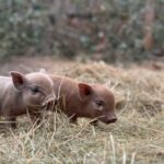 pig7