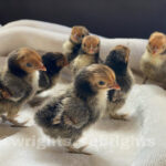baby chicks
