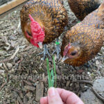 chicken4