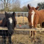 horses5