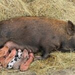 pig