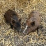 pigs6